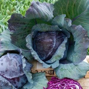 Chou Rouge Tête Noire 3